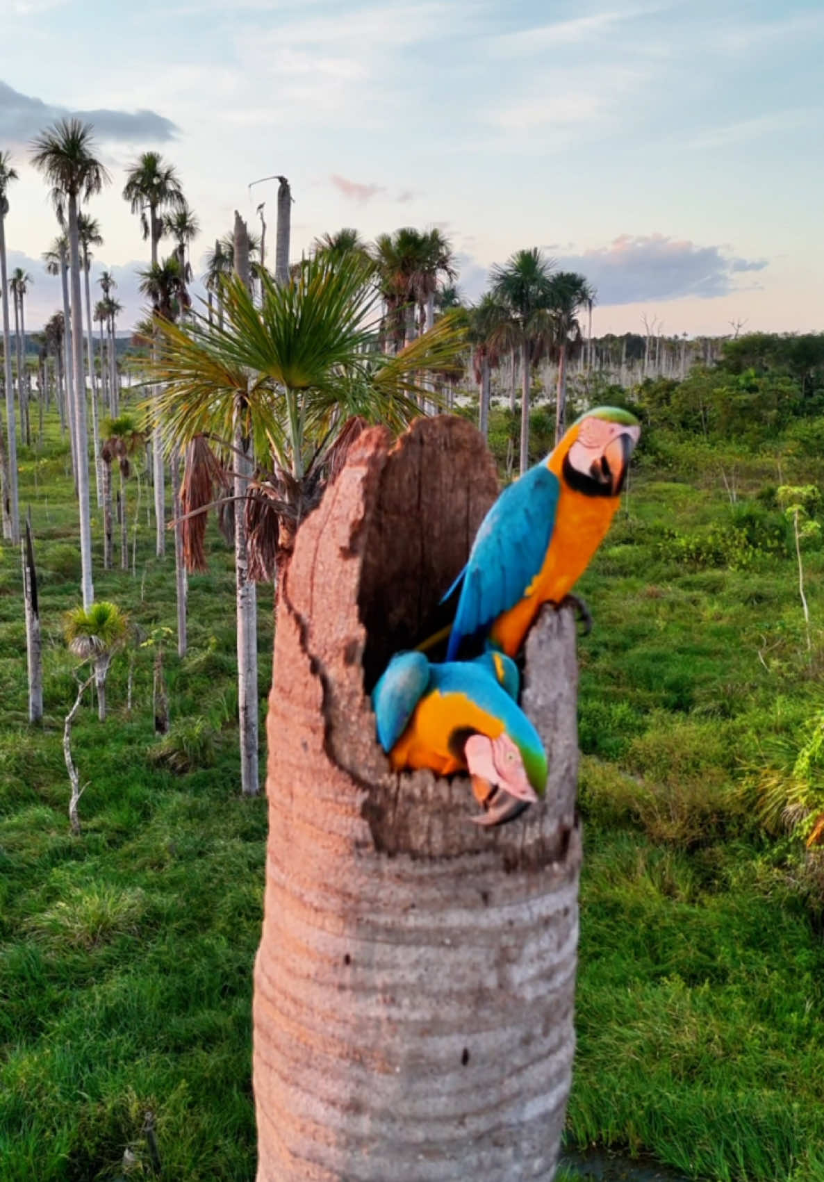 VIVA A AMAZÔNIA! 🎥 @sergioverissimo - @studioplay  #natureza #johnnyhoffmannoficial #pescaria