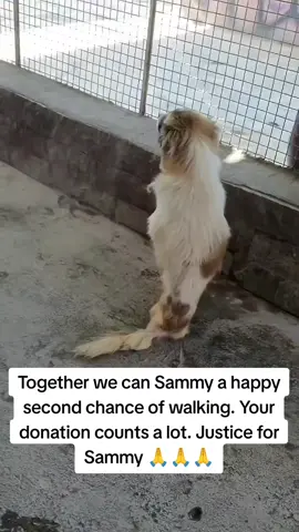 This is a call to all kind souls. Sammy got into a road rage accident and lost his legs. He can no longer walk well instead he has to crawl and it gives hims wounds and it's tiresome.  At times he is beaten by his mates because he can't stand a chance of protecting himself. Sammy needs to get a wheelchair. Please be a kind soul and donate anything so that Sammy can get a wheelchair. Donate on the link in bio 