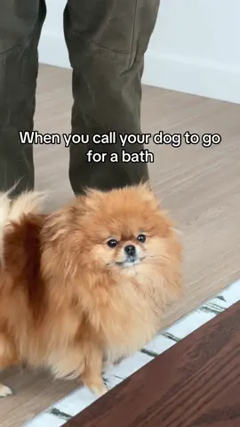 #petlove, #funnyanimals, #foryou, #PetsOfTikTok, #pawlovers #fyp #pomeranian #pomeranianlove #cuteanimals #pomeraniansoftiktok #nyclife #nyc #funnydog #pomeraniansoftiktok #cutedog #fluffy #fluffydog #viraldogs #puptok