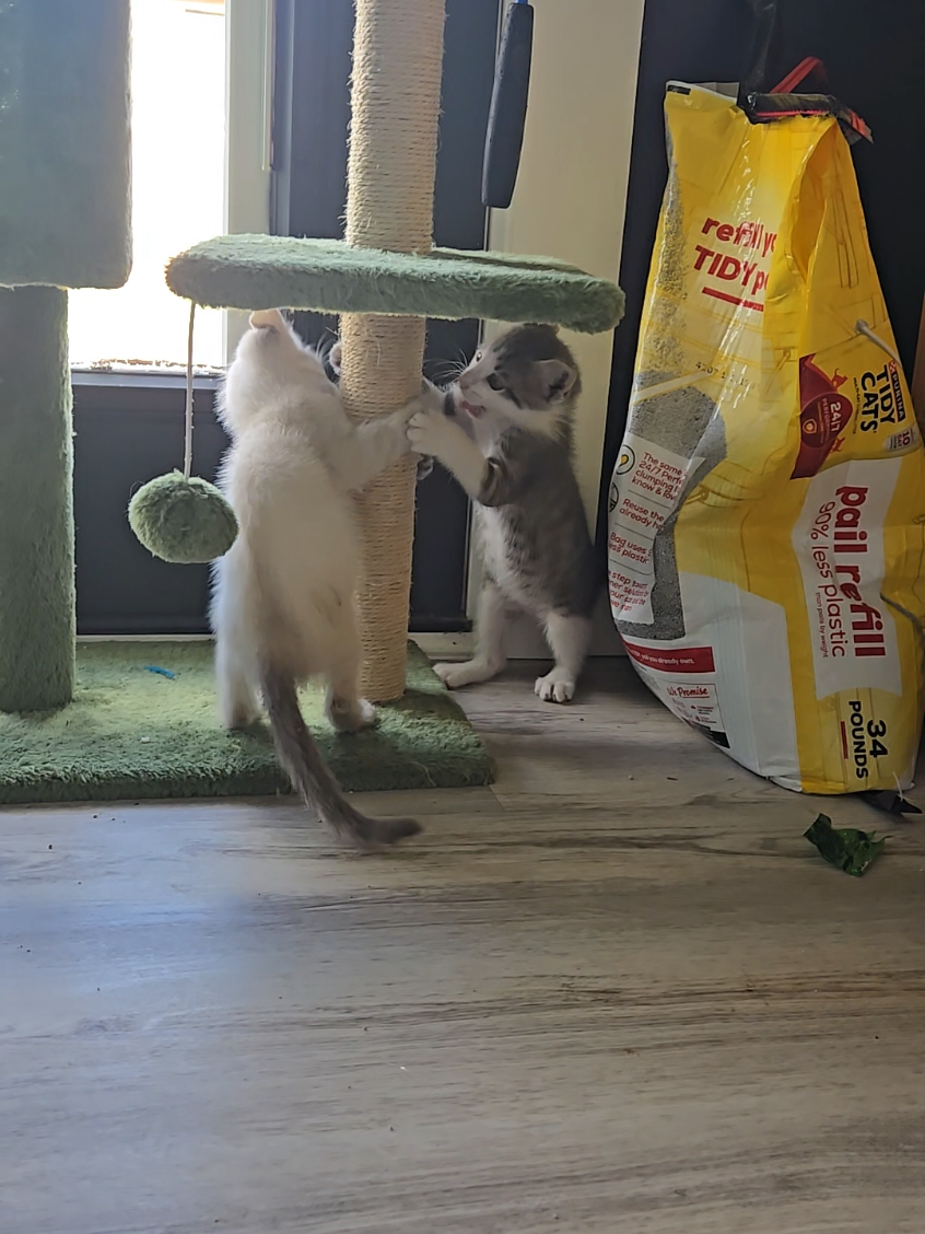 Poopy booty equals big vet bills...but she's playing today so thats a plus! #bluey #liveyourbestlife #findyourgrace #kittensoftiktok #catdistributionsystem #onlypaws 