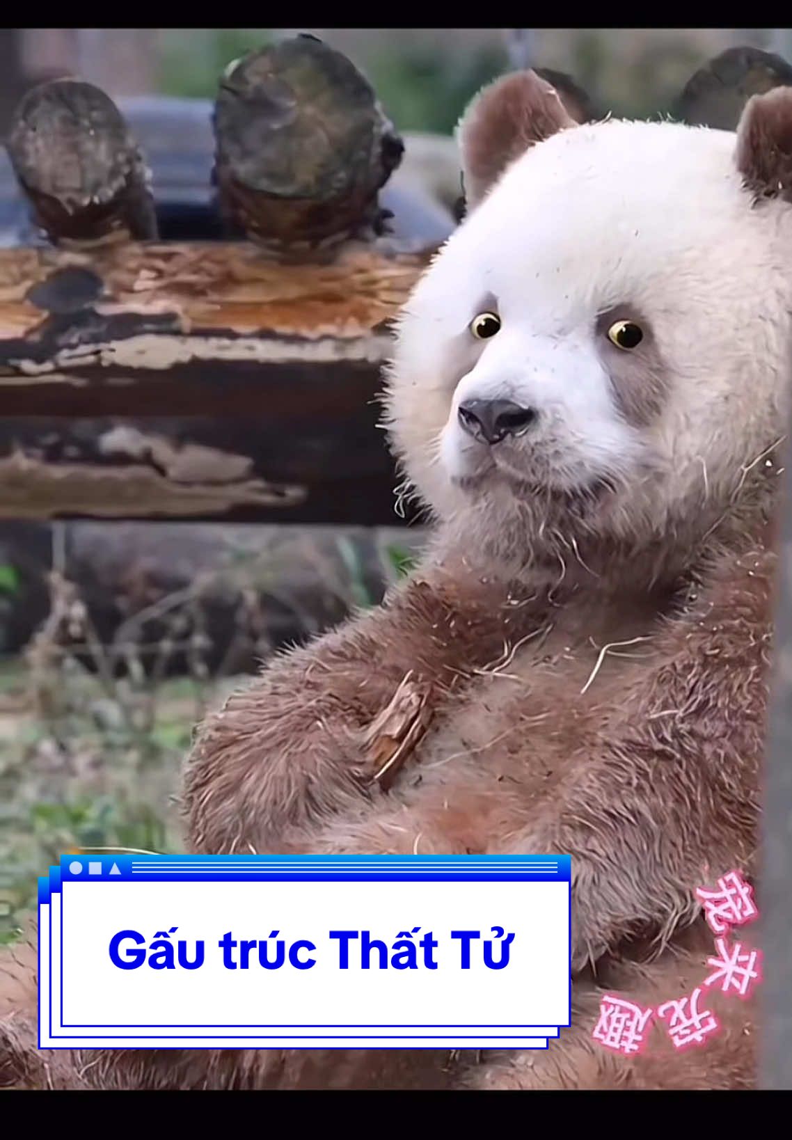 Đại gia phố núi Seven Boy: bộ kao là trò vui của các người à 🙄 #Qizaipanda #ThấtTửpanda # #TầnLĩnh #gấutrúc #panda 