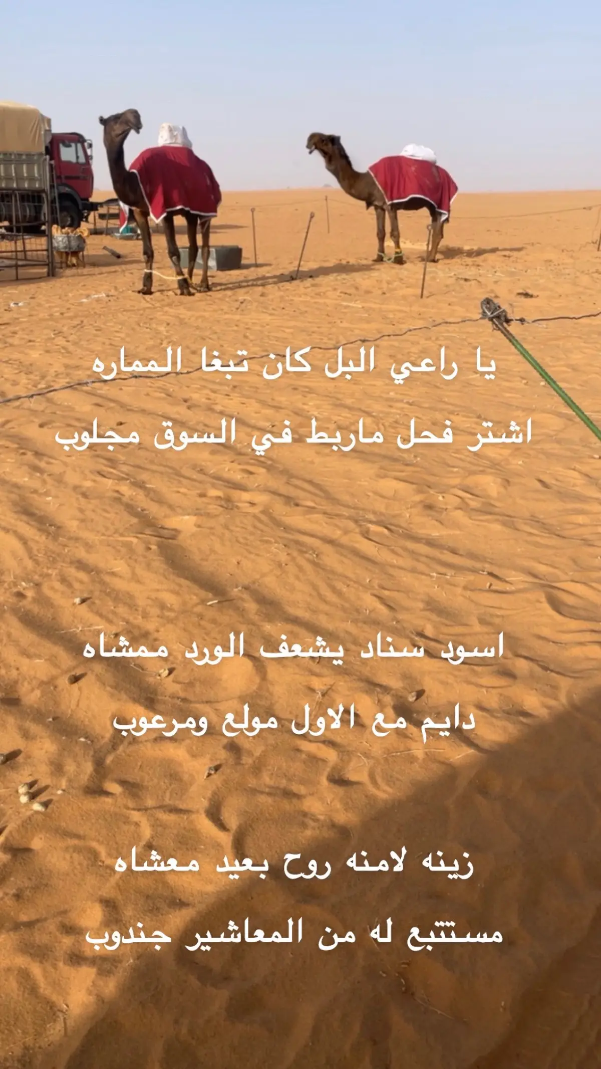 فحول المنقية الله يبارك لنا وللمسلمين . #المجاهيم #مجاهيم_الدواسر #المجاهيم_ندر_البل #فرديات_ابن_قويد 