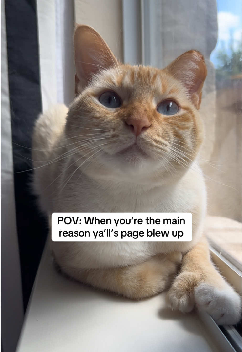 Imma 🌟 #fyp #catoftiktok #cats #catswiththumbs #polydactylcat #fosterkittens  #kittens #adoptdontshop  #PetsOfTikTok  #rescuecat #kittensoftiktok #polydactyl #trending 