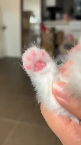 Cute paws😊.#pets #cute #cats #kitten 