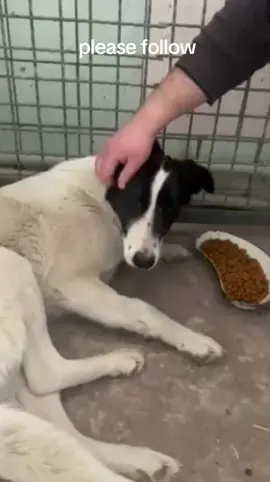 please follow #cutedogs #doggo #dogsofinsta #rescuedog #doglife #boosting #trending #❤️❤️❤️❤️❤️ 