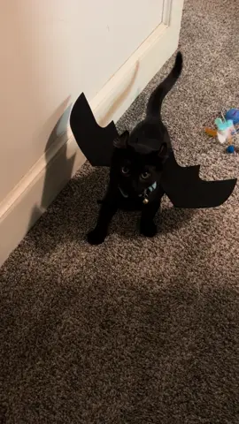 Salem cosplaying as Toothless from How To Train Your Dragon 🐈‍⬛🐉#kitty #cat #kitten #catmom #spoiled #toothless #howtotrainyourdragon 