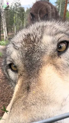 Sniffspection time from Denali! Wolves have 280 million scent receptors!! #Wolf #Wolves #CWWC #ColoradoWolfAndWildlifeCenter #Education #Conservation #Preservation #NonProfit #AZA #Wildlife #FYP 