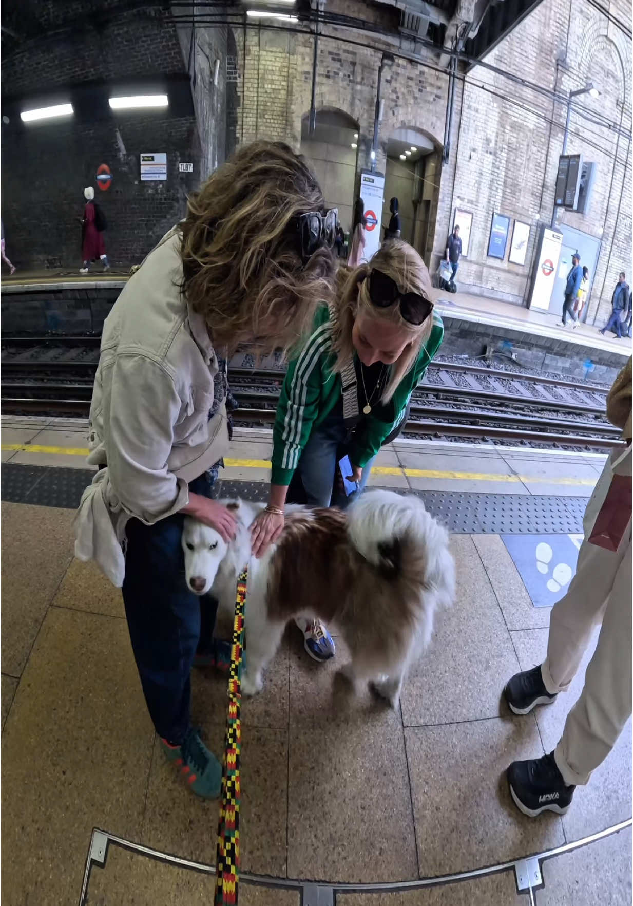 Interactions with my dog!! #husky #viral #trains #doglover #fans #trains #viola #fyp #star #fypp 