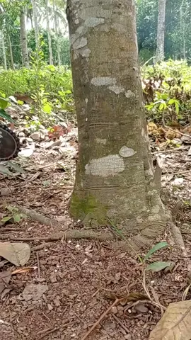 menebang pohon tangkil/melinjo #chainsawman #oregon #rantaioregon #cuttingtree #rantaisenso24inch #lampung 