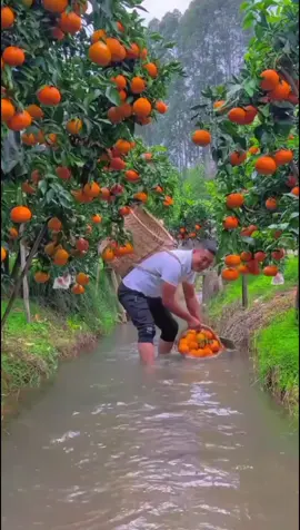 OMG 😱🍀☘️🔥🌱💥#happy#fyp#asmr#fruit#fruits#uk#usa 