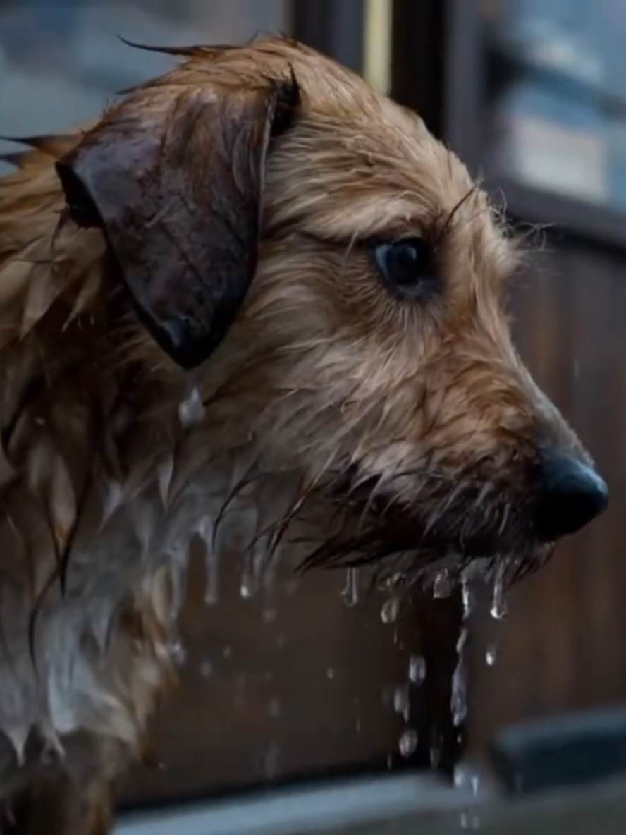 The Last Pawprint 🐾Short story | A Heartbreaking Story of Stray Love | #Pawmé #dog #emotional #doglover #shortstory 