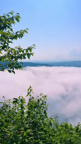 Sometimes to find the sun in New England you have to hike higher than the cloud coverage  #explorevt #explorevermont #scenicspots #vermont #willoughby #lakewilloughby 