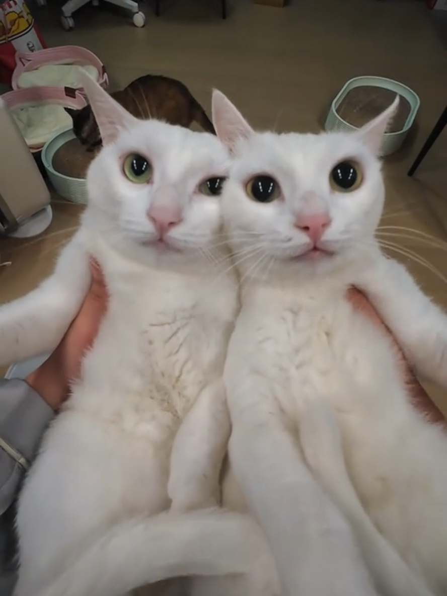 Fufu & Beibei together.  #fyp #fufucat #catlover #PetsOfTikTok #pets #catsoftiktok #fufu #beibei 