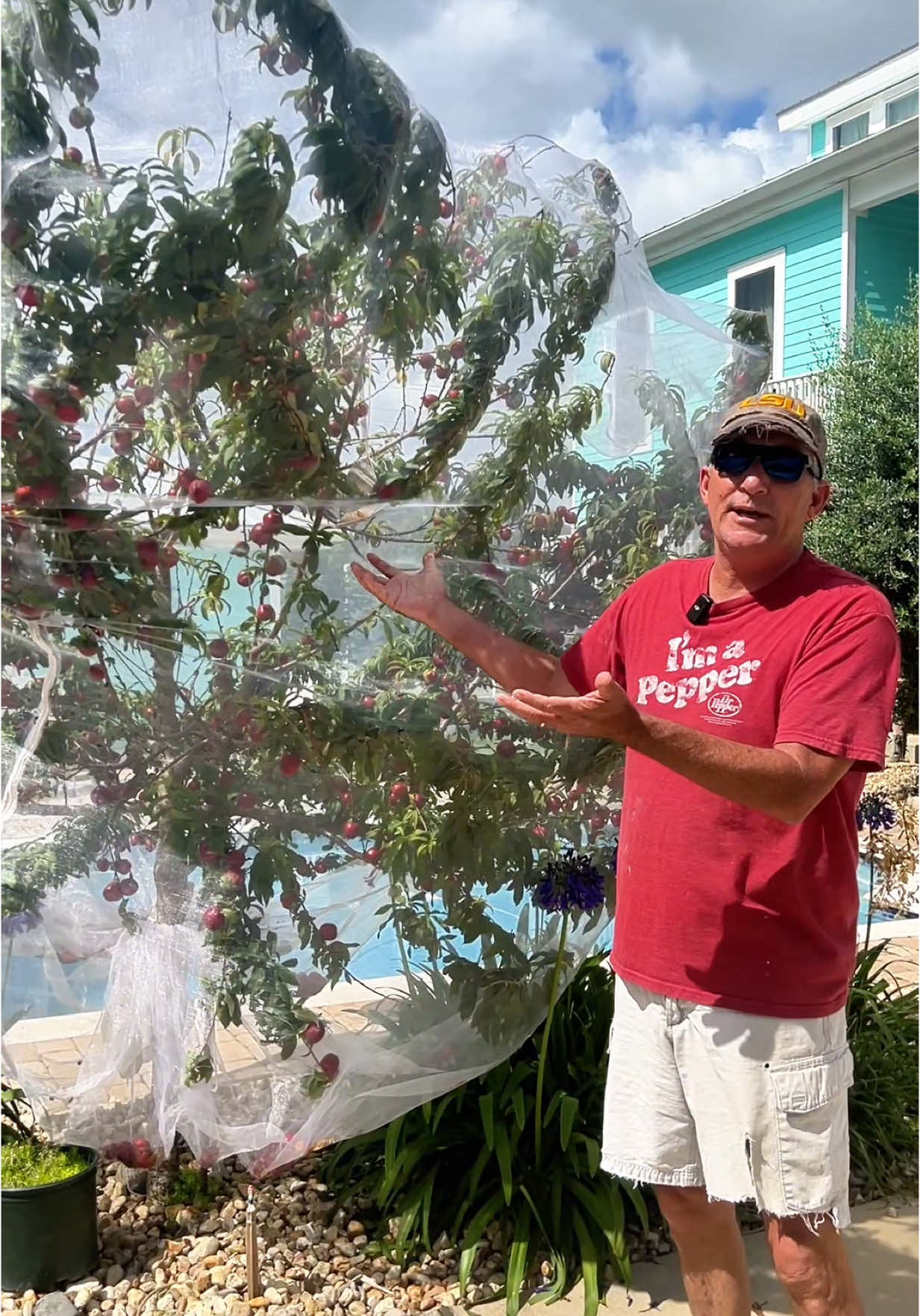 #HomeGarden To Harvest or Not to Harvest #Necterine #NecterineTree #FruitTrees #LakeviewNOLA 