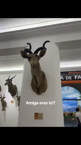 Amiga? #foryoupage#contenido #paratiiiiii #fypシ゚ 
