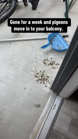 #summervibes #fyp #fypシ #pigeons #poop #explore 