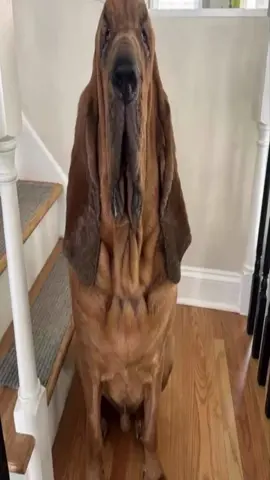 #me #bloodhound #bloodhounds #dog #dogs 