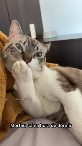 Clica em seguir 👉🏻 pra me ajudar a contratar um segurança 👮‍♂️  #gatos #gato #gatinhos #memes #meme #memesbr #memesbrasil #atireiopaunogato #saoluis #gatinhomorfeu #fy #fyp #galinhapintadinha 
