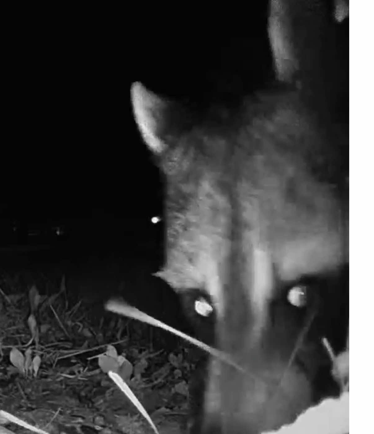 Meh pals came back.  🥰🖤🦝🦝 #animals #raccoon #nature #midnight #dark #night #scary #cute #Love #kentucky 