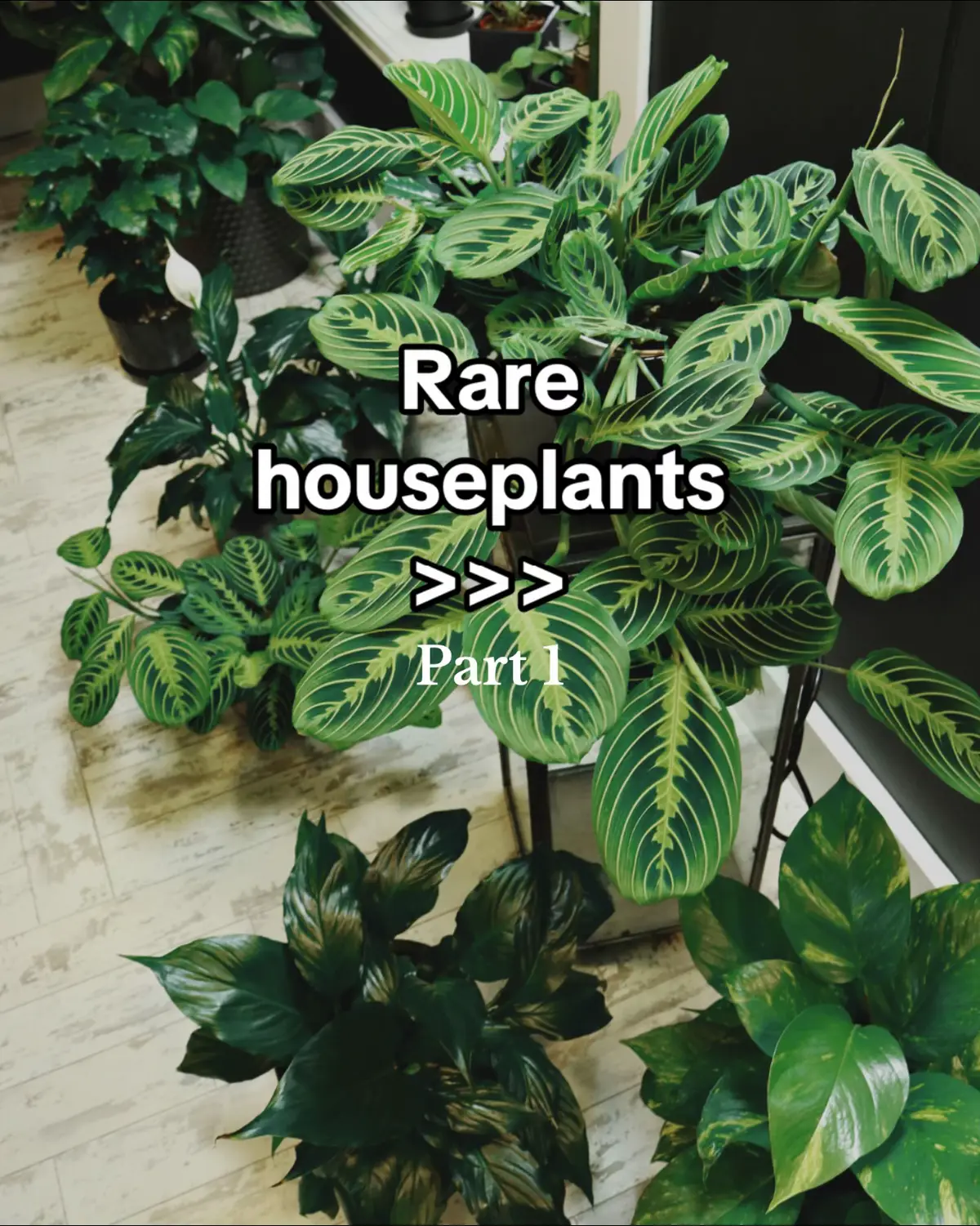Rare plants you don’t see every day 🌿✨ Looking for uncommon houseplants to grow your collection? These rare indoor plants are loved by collectors for their unique shapes, variegation, and foliage. Perfect for true plant lovers and rare plant hunters 🪴 #rareplants #houseplants #uncommonplants #plantcollection #plantcollector #plantcare #plantsoftiktok #indoorplants #rarehouseplants #rareindoorplants #PlantTok #urbanjungle #plantlover #variegatedplants 