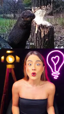 castores ESCUTAM arvores caindo?