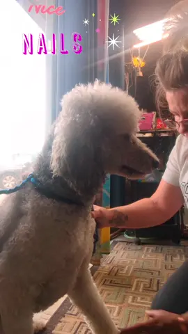 #dogsoftiktok #doggrooming #fyp 