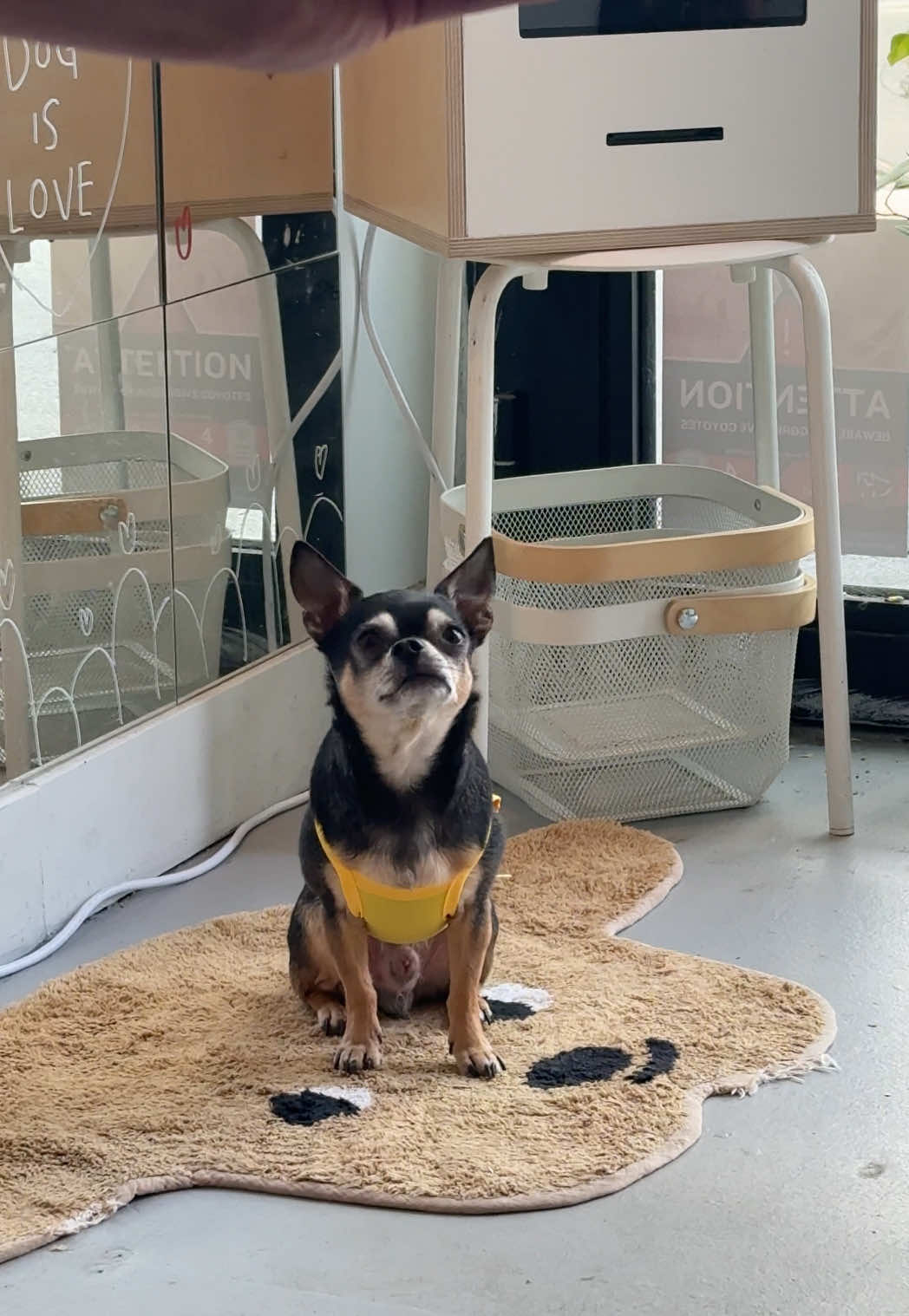 Checking himself in the mirror 🪞  #dogsoftiktok #chiwawa #dogstore #dogoutfit #dogfashion