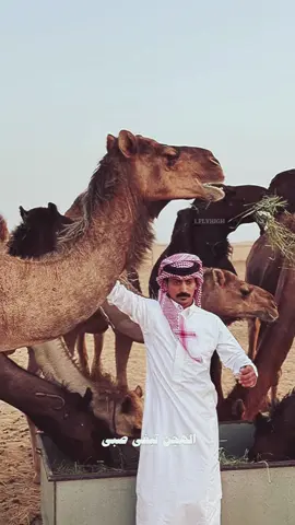 ✨🐪🤍 . . @محمد بن مرجع اليامي  #محمد_اليامي #محمد_اليامي_قرم_النفود #محمد_مرجع_اليامي #اكسبلورexplore #اكسبلور #اكسبلورر #فيدوهات #تصميم_فيديوهات🎶🎤🎬 #شيله #الابل #هجن #صورة #صوره 