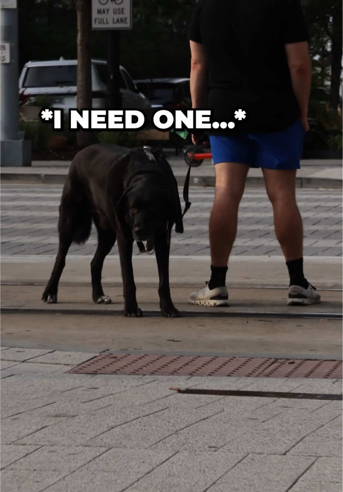 The dog’s a paid actor… #rebelenergypouches