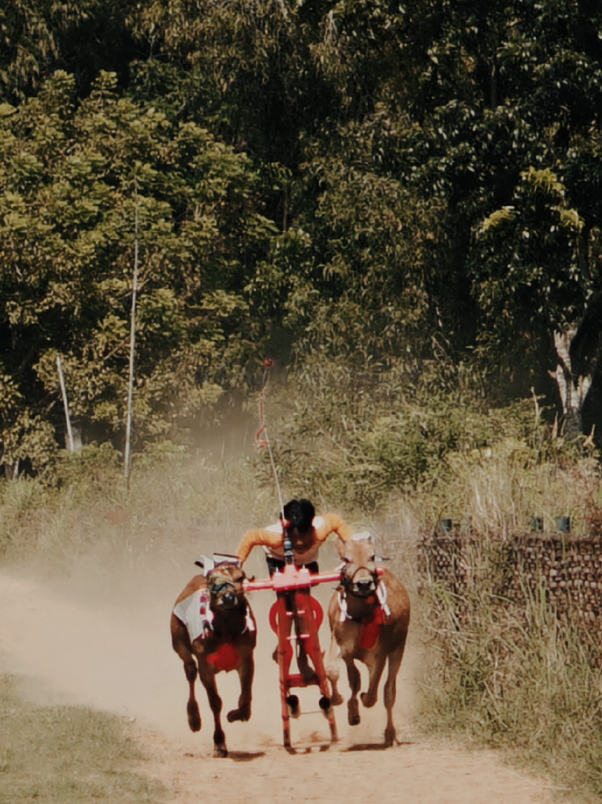 ☺️ #mawarhitam #bintangmahkota #fypシ゚ #kerapansapimadura #sapikerapanmadura #tradisikerapansapimadura 