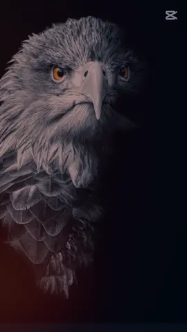 إسمع 🧏🖤#CapCut #عقرب_حزين #اكسبلور_explore #سيجما🦂 #عبدالله_العقرب  #foruyou #viral #tiktokviral #الشعب_الصيني_ماله_حل😂😂 #fypシ゚ #🔥🔥 #في هذا اليوم 