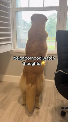Kevin thoughts while on neighborhood watch #goldenretriever 