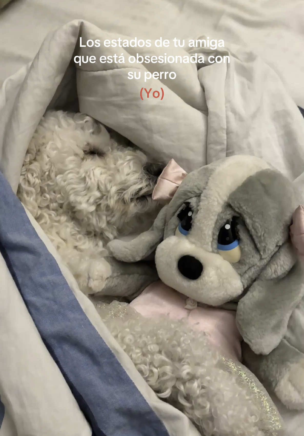 Una mamá obsesionada  #perro #mascota #Love #tobby #bebe #amor #happy #feliz #jugar #play #parati #música #taylorswift #ternura #morat