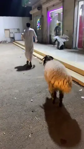 رايح معه يشتري قدر ضغط! الفيديو يختصر لكم معنى التعلق العاطفي. 