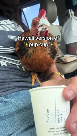 Tried to release him into the wild today & it was a total fail #chicken #chickens #chickensoftiktok #chickentok #hawaii #hawaiitiktok #hawaiitok #fyp #fypシ 