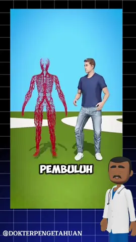 Seberapa Panjang Pembulu Darah Manusia?? #dokterpengetahuan #animasi #pengetahuan #manusia 