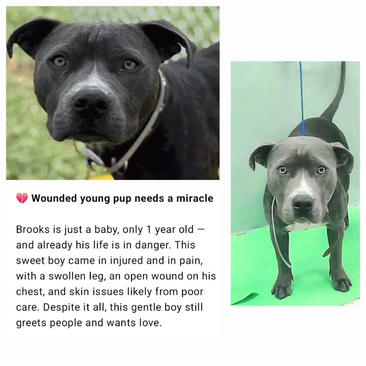 🆘 URGENT: Brooks — On the Euthanasia List 6/9 🆘 ID: A2017190 📍 BARC Animal Shelter, Houston, TX Staffordshire Mix | Gray & White | Male | 1Y 5M --- 💔 Wounded young pup needs a miracle Brooks is just a baby, only 1 year old — and already his life is in danger. This sweet boy came in injured and in pain, with a swollen leg, an open wound on his chest, and skin issues likely from poor care. Despite it all, this gentle boy still greets people and wants love. Brooks is not safe in the shelter. His condition puts him at greater risk for decline, and he desperately needs out to heal and thrive. Please help this innocent soul — he deserves vet care, rest, and a chance to be a beloved companion. --- ⏳ Deadline to place a hold is 1PM on 6/9 — or Brooks will lose his life. --- 📩 Email IMMEDIATELY (no calls, holds must be in writing): barcfoster@houstontx.gov barcadoptions@houstontx.gov BARC.Aid@houstontx.gov Include Brooks’ ID: A2017190 Out-of-state fosters/adopters: 👉 https://www.houstontx.gov/barc/rescue-and-transport.html Foster application: 👉 https://www.houstontx.gov/barc/foster_a_pet.html BARC Address: 3200 Carr St, Houston, TX 77026 #fyp #dog #houstontx #adoptdontshop #USA #texas #dogs #dogsoftiktok #adoptdontshop #Usa  ---
