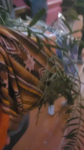 #Potosi #bolivia señor de manquiri  tik tok #