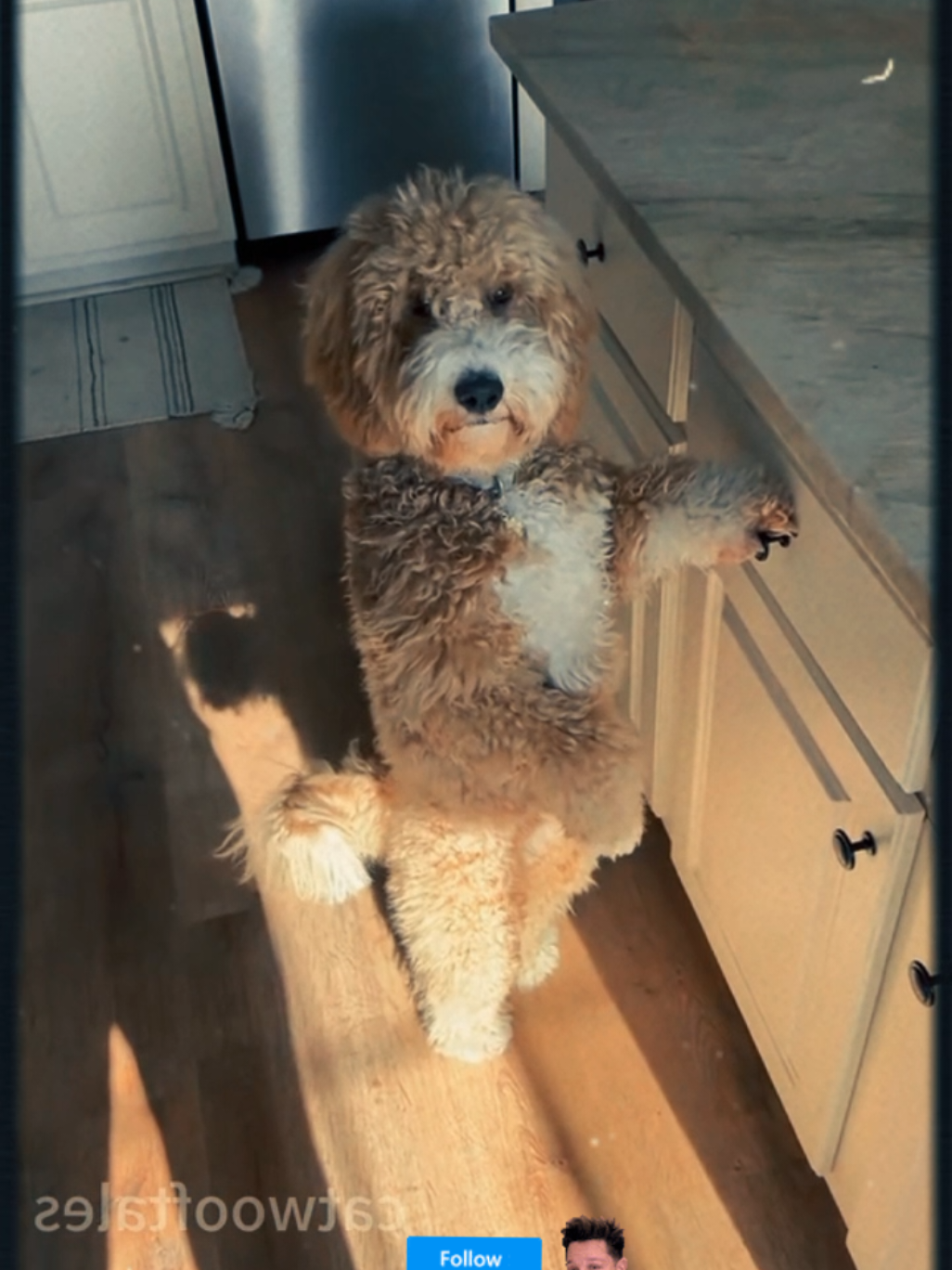 #Capcut Hilarious Funny dogs videos#dog #dogsoftiktok #dogs #doglove #dogmom #puppylove #puppydog #dogsvideo 