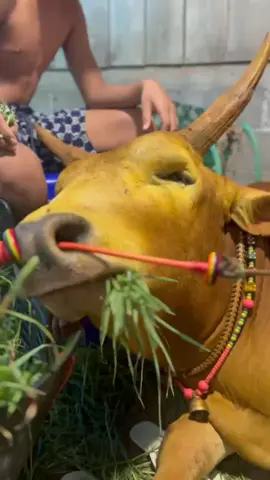 ยังไม่กี่วันแล้วนะเชื่อว่าบ่าวทำได้#ขาวธงชัยสพูลทรัพย์ #ค่ายโคเพชรรุ่งเรือง789_บางศาลา❤️ 