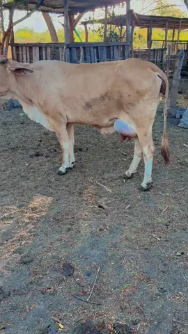 #rancho #vacaslecheras #viralvideos #paratii 💪🏼🐄🥛🥛