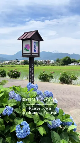 Kaisei-machi Ajisai Festival, a hydrangea festival in a relaxing countryside town.  📸: 2025•06•07  event is now ongoing until June 15, admission is free. ❤️  @Jazz Tour & Travel   #開成町あじさいまつり #開成町  #kaisei #ajisaifestival #hydrangeafestival #hydrangeaflowers #kaiseitown #神奈川 #kanagawa #wheninjapan #travel #foryoupage #fyp 