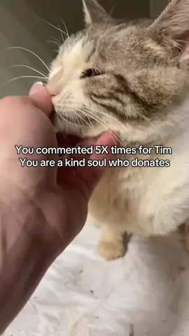 Timosha, a paraplegic cat, is asking for help. Tim has been through so much—he was thrown from the 5th floor, and as a result, his legs will never run again. An MRI, surgery, a year of rehabilitation—all were in vain… Then Tim developed a severe infection, resistant to all antibiotics. He was dying. His only chance was bacteriophages—and they worked. Later, Tim needed a stoma. Due to the wrong choice of clinic and surgeon, the surgery had to be done twice. The stoma kept falling apart, and once again, Tim nearly died—three rounds of anesthesia in one week…#shelter #cats #savelife #savecat #donate #cat 