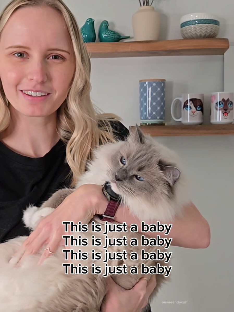 All cats are baby 🥹 #trend #cats #pets #catmom #cutecat #trendingaudio #cattok #ragdollcat #ragdoll #eeveeandyoshi 