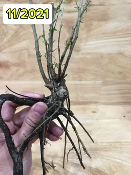 Ko có cây xấu chỉ có cây chưa dc làm đẹp mà thôi. Hãy luôn yêu cây như ngày mới bắt đầu ae nhé . #bonsaimini #bonsainatural #sanhque #sanhdanglang 