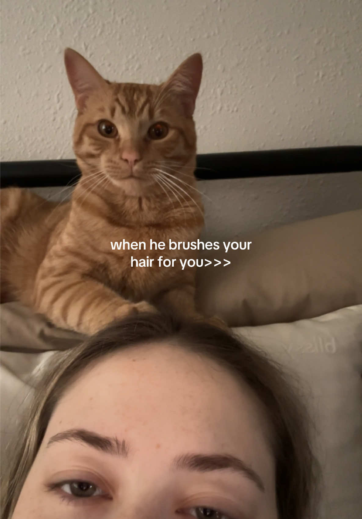 my new fav hairdresser let me know if yall want his socials, he’s looking for new clients!!! 🐈 #cat #cats #catsoftiktok #catsvideo #cattok #fypシ #xybca #zyxcba #viral 