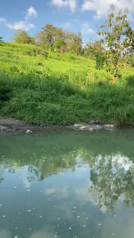 inpo spot gacor😁#tukangmancing #mancingliar #wonogiri24jam #mancingmania #foryou #fyp #lewatberanda #microfishing 