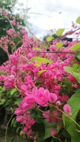 ธรรมชาติบำบัด ดอกไม้บ้านนอก ดาร์ลิ่งบ้านสวนเลมอน#ธรรมชาติบําบัด #ดอกไม้ #ดาร์ลิ่งบ้านสวนเลมอน #บ้านสวนตาชั่ง 