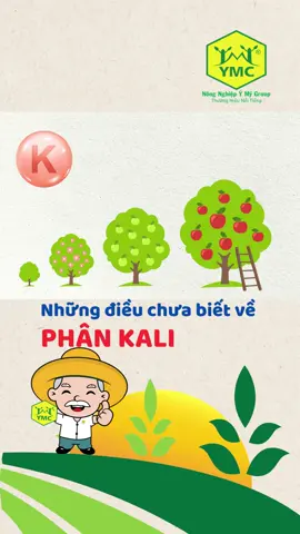 Phân Kali và những điều chưa biết, bà con nên chú ý #lamnongcungymy #kienthuc #nongnghiep #phanbon #lamnong 
