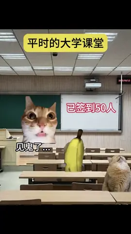 #猫咪 #2025 #猫meme #cat #猫meme小剧场 